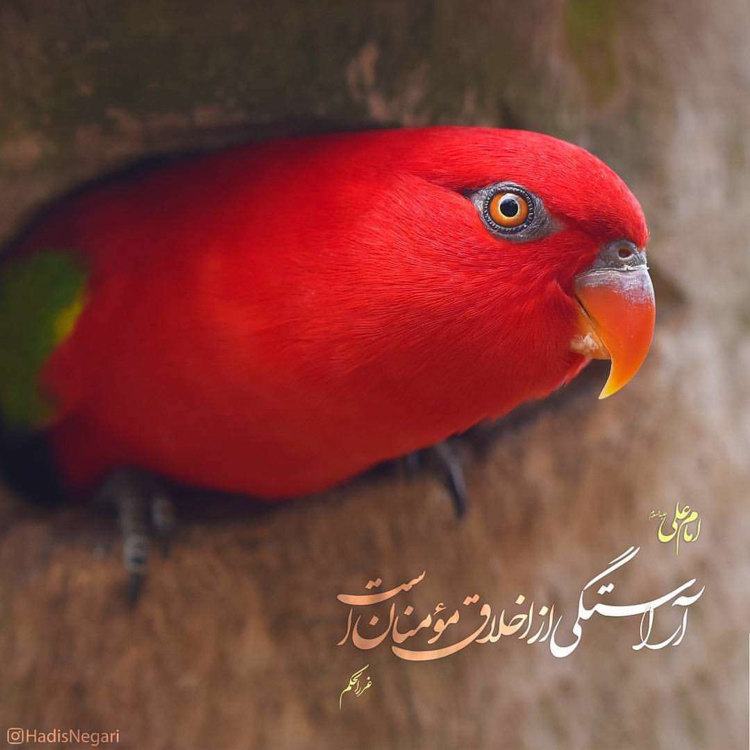 از اخلاق مؤمنان